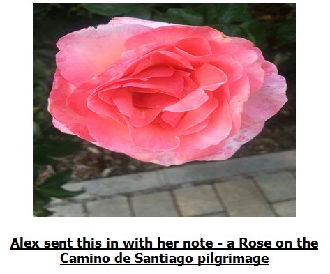 rose2