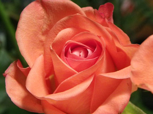 Sisterhood of The Rose – Rose Alchemist